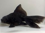 ���ǥᥭ��4�֡���Ĺ��11���������� kingyo ������� ���󤮤�