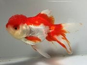 ���ĥ�������25�֡���Ĺ��13���������� kingyo ������� ���󤮤�