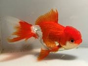 ���ĥ�������23�֡���Ĺ��13���������� kingyo ������� ���󤮤�