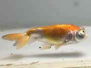 ĺŷ�㡡2�֡���Ĺ��8���������� kingyo ������� ���󤮤�