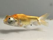 ĺŷ�㡡3�֡���Ĺ��8���������� kingyo ������� ���󤮤�