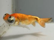 ĺŷ�㡡4�֡���Ĺ��7.5���������� kingyo ������� ���󤮤�