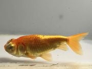 ĺŷ�㡡5�֡���Ĺ��8.5���������� kingyo ������� ���󤮤�