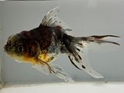 ���ڷϸ޿������ޡ�1�֡���Ĺ��11.5���������� kingyo ������� ���󤮤�