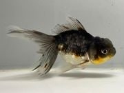 ���ڷϸ޿������ޡ�2�֡���Ĺ��11.5���������� kingyo ������� ���󤮤�