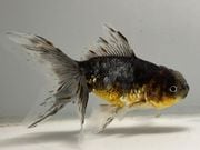 ���ڷϸ޿������ޡ�3�֡���Ĺ��12.5���������� kingyo ������� ���󤮤�