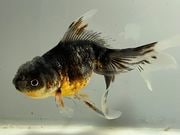 ���ڷϸ޿������ޡ�4�֡���Ĺ��11.5���������� kingyo ������� ���󤮤�