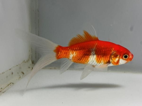 1000～3000円 | きんぎょ本舗