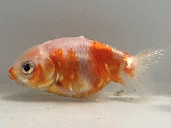 3000～5000円 | きんぎょ本舗