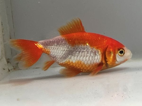 38explore MIYABI RICH SOMABITO kingyo 金魚 38explore MIYABI RICH SOMABITO kingyo 金魚