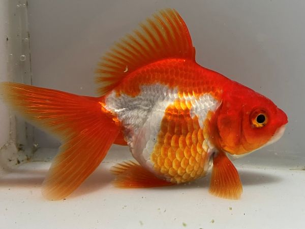 きんぎょページ 金魚と金魚雑貨は「きんぎょ本舗」商品一覧