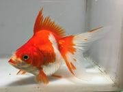 ���饵ΰ�⡡3�֡���Ĺ��12���������� kingyo ������� ���󤮤�