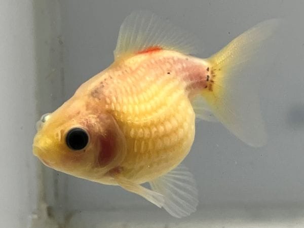 きんぎょページ 金魚と金魚雑貨は「きんぎょ本舗」商品一覧