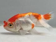 �����夦��˼��1�֡���Ĺ��7���������� kingyo ������� ���󤮤�