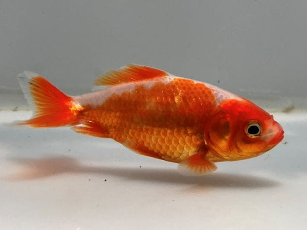 38explore MIYABI RICH SOMABITO kingyo 金魚 38explore MIYABI RICH SOMABITO kingyo 金魚 38灯 MIYABI RICH