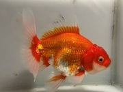 ˱�४������23�֡���Ĺ��13���������� kingyo ������� ���󤮤�