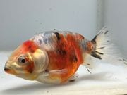 ���Ͷӡ�2�֡���Ĺ��9���������� kingyo ������� ���󤮤�