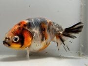 ���Ͷӡ�3�֡���Ĺ��9���������� kingyo ������� ���󤮤�