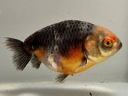 ���Ͷӡ�4�֡���Ĺ��8.5���������� kingyo ������� ���󤮤�