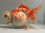 �Ͷӡ�2�֡���Ĺ��12���������� kingyo ������� ���󤮤�