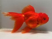 ���ĥ�������11�֡���Ĺ��13���������� kingyo ������� ���󤮤�