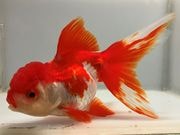 ���ĥ�������12�֡���Ĺ��13���������� kingyo ������� ���󤮤�