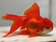 ���ĥ�������13�֡���Ĺ��13���������� kingyo ������� ���󤮤�