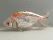 �ʥ󥭥�2�֡���Ĺ��9����� ��� kingyo ������� ���󤮤�