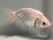 �ʥ󥭥�3�֡���Ĺ��9����� ��� kingyo ������� ���󤮤�