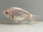 �ʥ󥭥�4�֡���Ĺ��8����� ��� kingyo ������� ���󤮤�