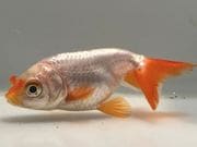 �������夦��2�֡���Ĺ��6.5���������� kingyo ������� ���󤮤�