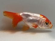 �������夦��4�֡���Ĺ��6.5���������� kingyo ������� ���󤮤�