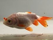 �������夦��5�֡���Ĺ��6.5���������� kingyo ������� ���󤮤�