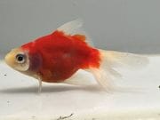 ��ΰ�⡡11�֡���Ĺ��7.5���������� kingyo ������� ���󤮤�