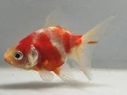 ��ΰ�⡡13�֡���Ĺ��7.5���������� kingyo ������� ���󤮤�