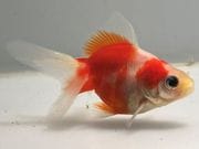 ��ΰ�⡡14�֡���Ĺ��7.5���������� kingyo ������� ���󤮤�