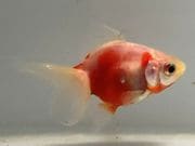 ��ΰ�⡡15�֡���Ĺ��7.5���������� kingyo ������� ���󤮤�