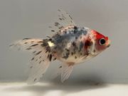 ����ꥳ��1�֡���Ĺ��9���������� kingyo ������� ���󤮤�