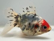 ����ꥳ��5�֡���Ĺ��9���������� kingyo ������� ���󤮤�