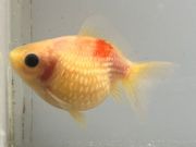 �񻺥ԥ�ݥ�ѡ��롡3�֡���Ĺ��6���������� kingyo ������� ���󤮤�