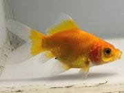 �̲���ӡ�3�֡���Ĺ��8.5���������� kingyo ������� ���󤮤�