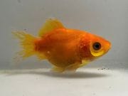 �̲���ӡ�4�֡���Ĺ��7.5���������� kingyo ������� ���󤮤�