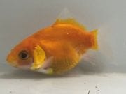 �̲���ӡ�5�֡���Ĺ��7.5���������� kingyo ������� ���󤮤�