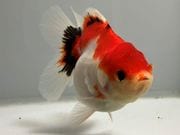 �������ơ��륢���ޡ�1�֡���Ĺ��11���������� kingyo ������� ���󤮤�