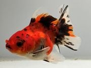 �������ơ��륢���ޡ�2�֡���Ĺ��11���������� kingyo ������� ���󤮤�