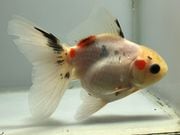 �������ơ��륢���ޡ�3�֡���Ĺ��11���������� kingyo ������� ���󤮤�