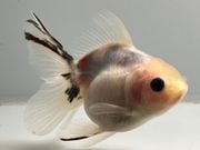 �������ơ��륢���ޡ�4�֡���Ĺ��10���������� kingyo ������� ���󤮤�