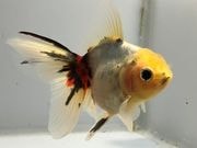 �������ơ��륢���ޡ�5�֡���Ĺ��10���������� kingyo ������� ���󤮤�