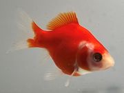 �̶ӡ�2�֡���Ĺ��7.5���������� kingyo ������� ���󤮤�