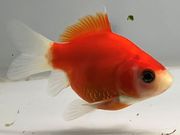 �̶ӡ�3�֡���Ĺ��7.5���������� kingyo ������� ���󤮤�